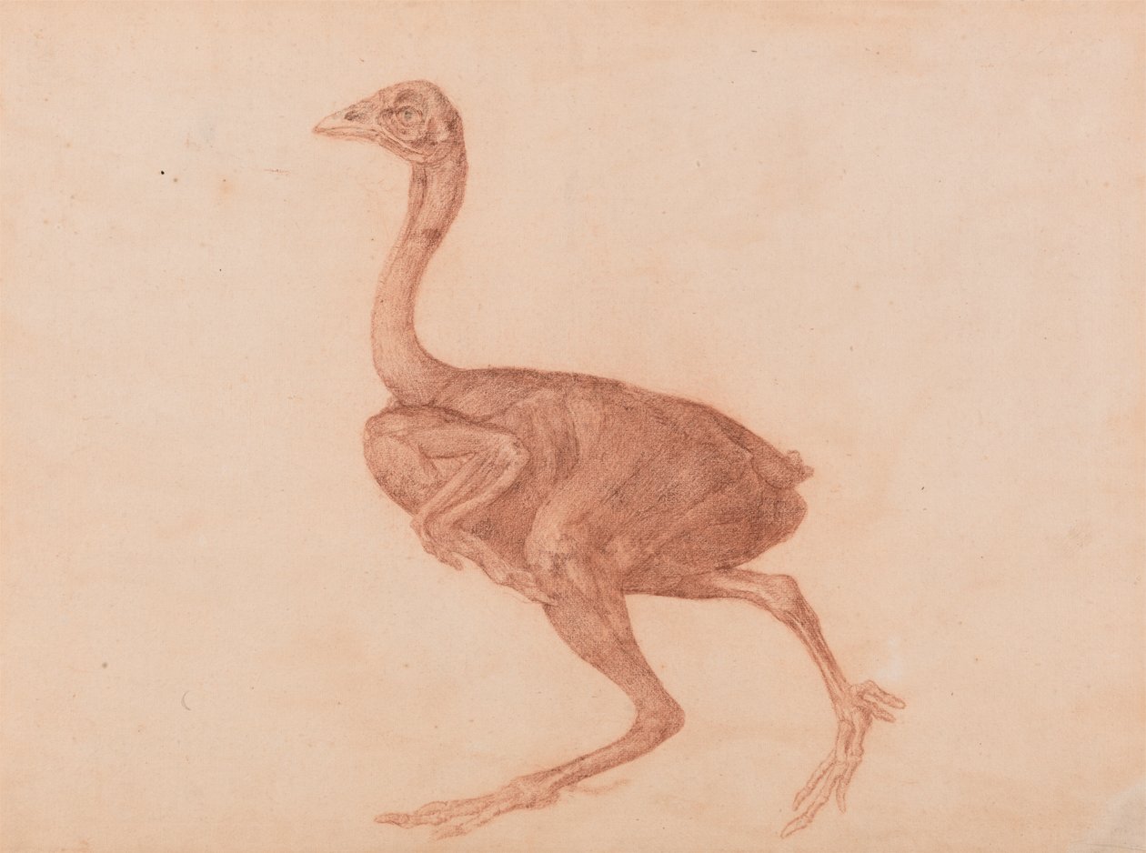 Galinha Dorking, Verniz Lateral autorstwa George Stubbs