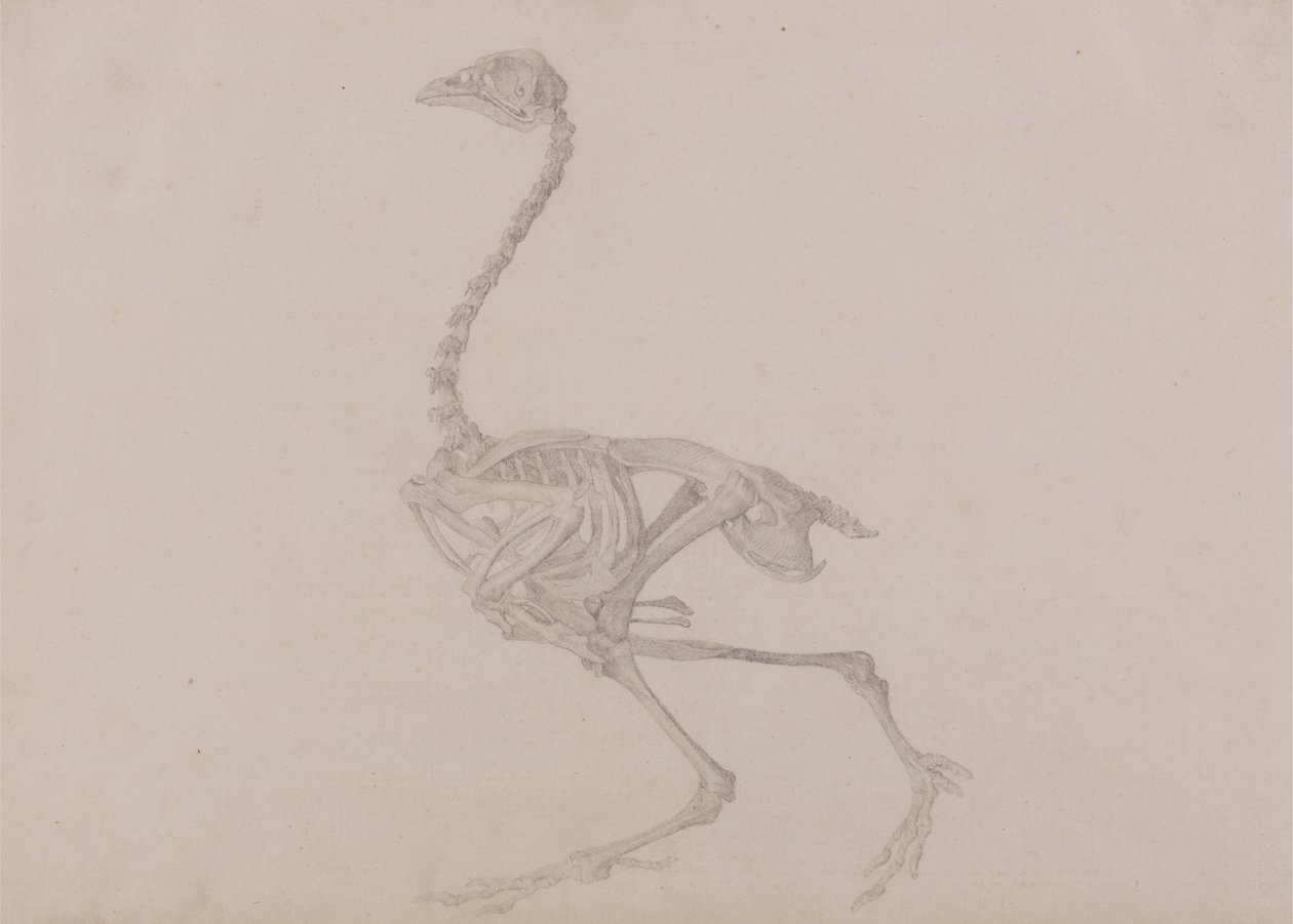 Szkielet kury Dorking, widok z boku (ukończone badanie dla nieopublikowanej tabeli) autorstwa George Stubbs