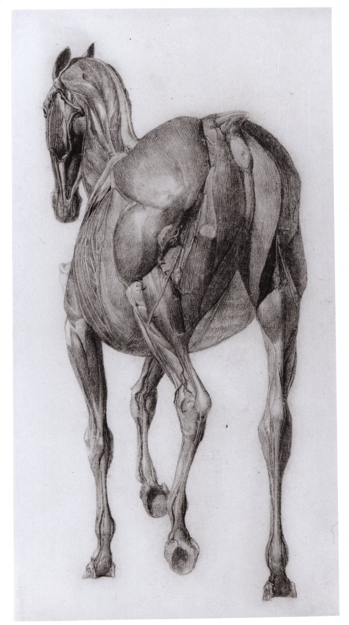 Widok grzbietu struktury mięśniowej stopniowo rozciętego konia, badanie nr 7 z The Anatomy of the Horse, 1766 autorstwa George Stubbs