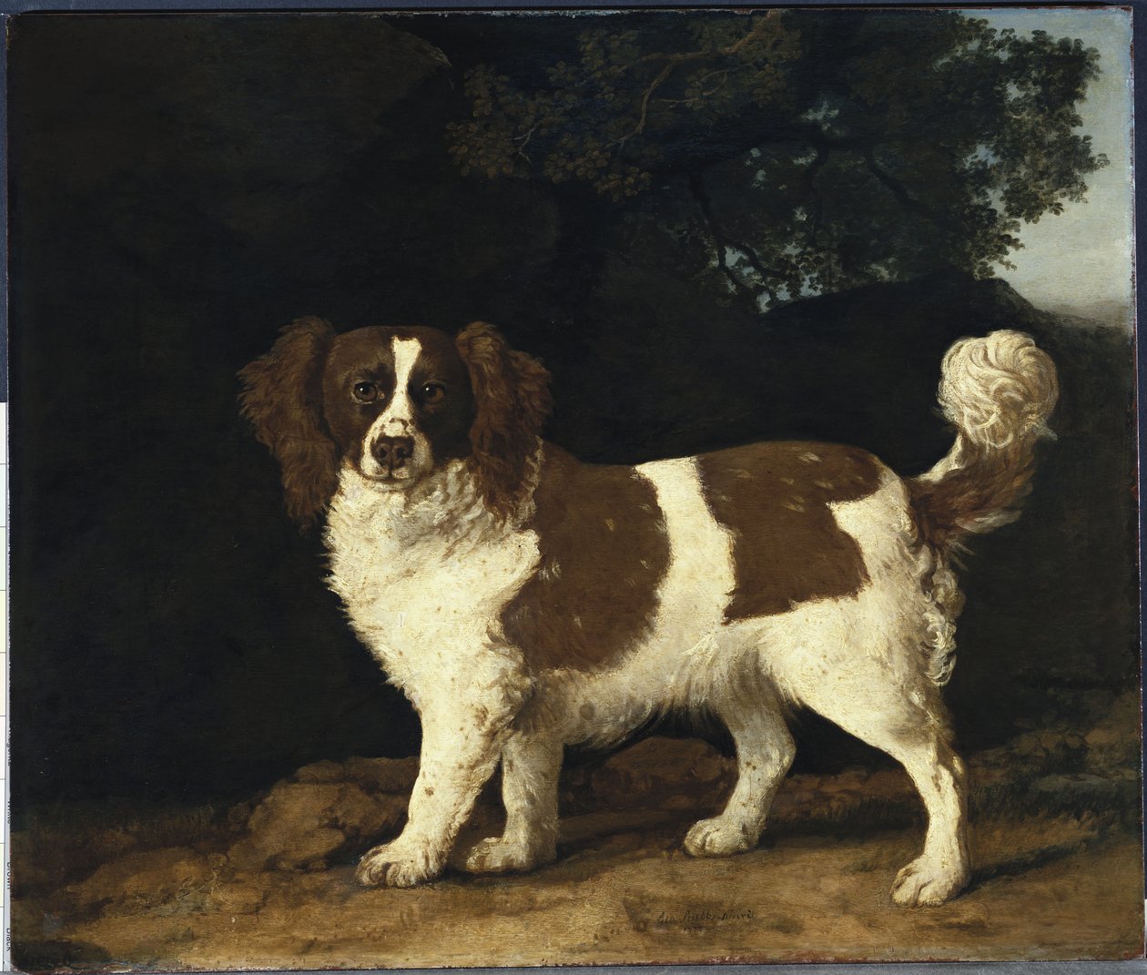 Fanny, ulubiony spaniel pani Musters, stojąca w zalesionym krajobrazie, 1777 autorstwa George Stubbs