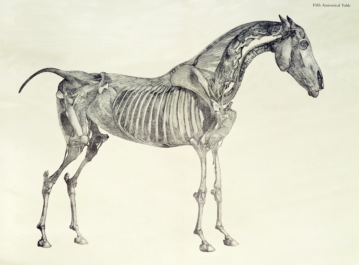 Piąta tabela anatomiczna z „Anatomii konia” autorstwa George Stubbs