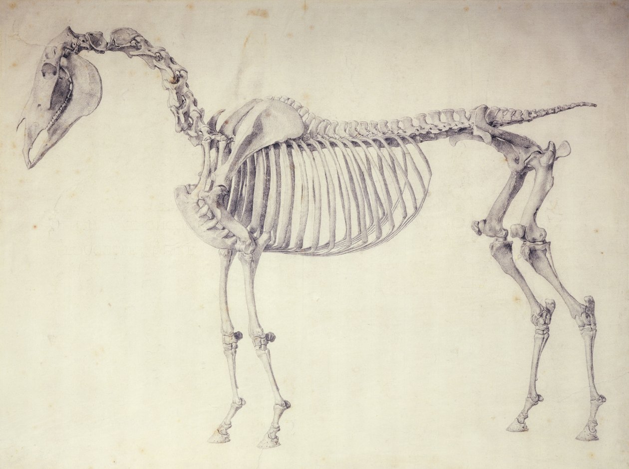 Piąta tabela anatomiczna z „Anatomii konia” autorstwa George Stubbs
