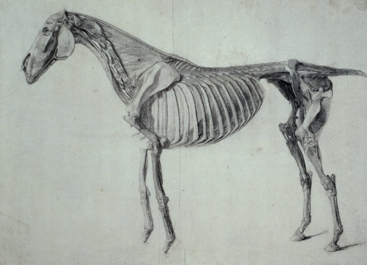 Studium ukończone do V Tabeli Anatomicznej Konia (grafit na papierze) autorstwa George Stubbs