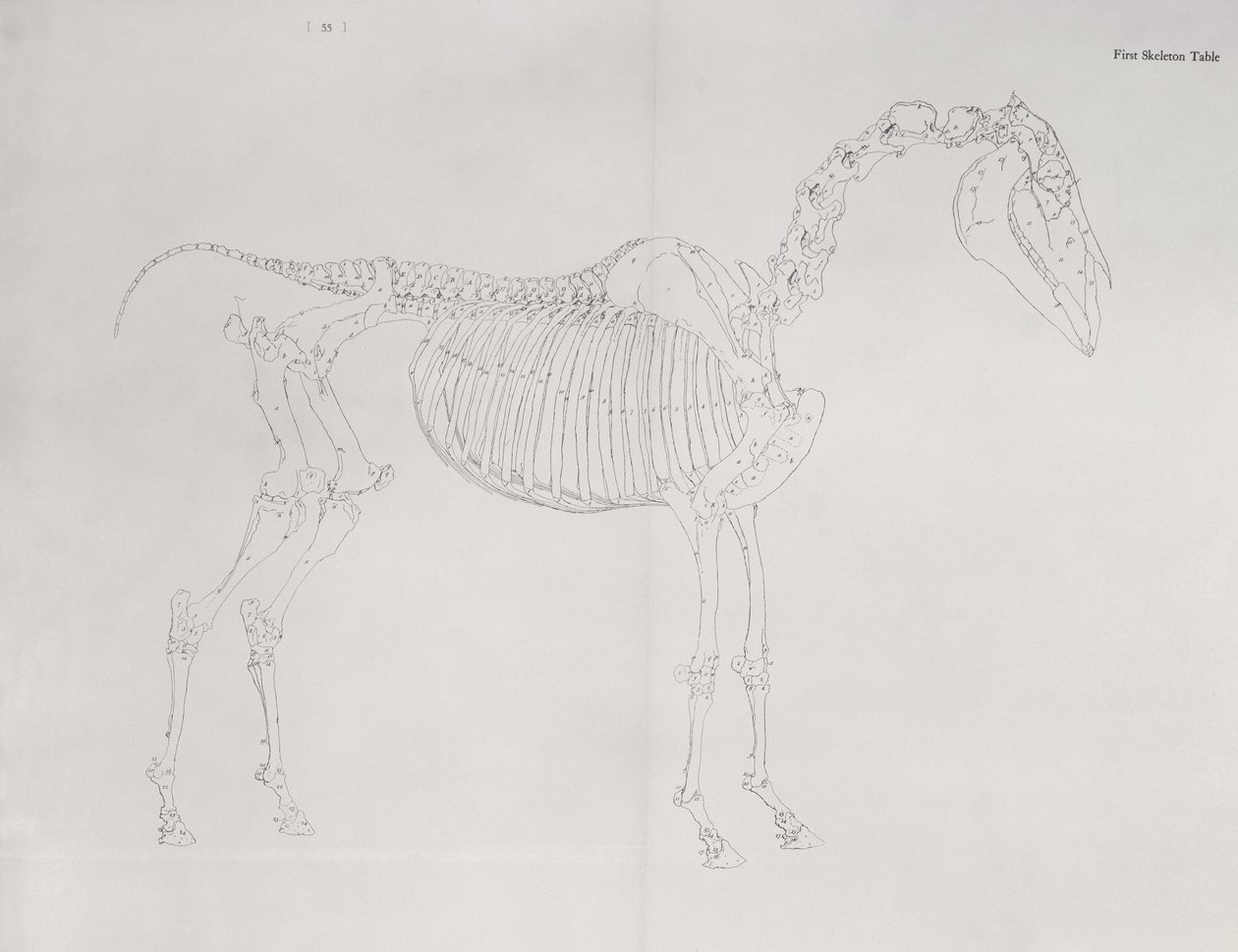 Pierwszy stół szkieletowy z „Anatomii konia” autorstwa George Stubbs