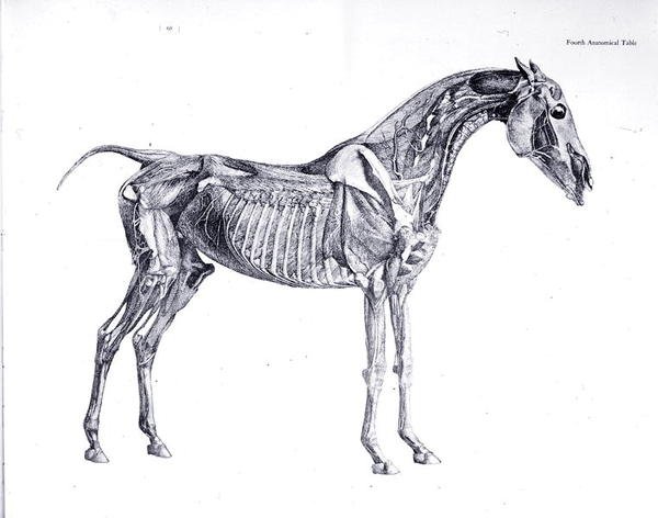 Czwarta tabela anatomiczna z „Anatomii konia” (rycina) autorstwa George Stubbs