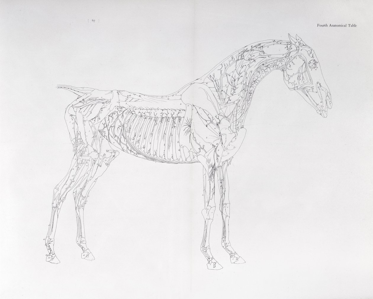 Czwarta tabela anatomiczna z „Anatomii konia” autorstwa George Stubbs