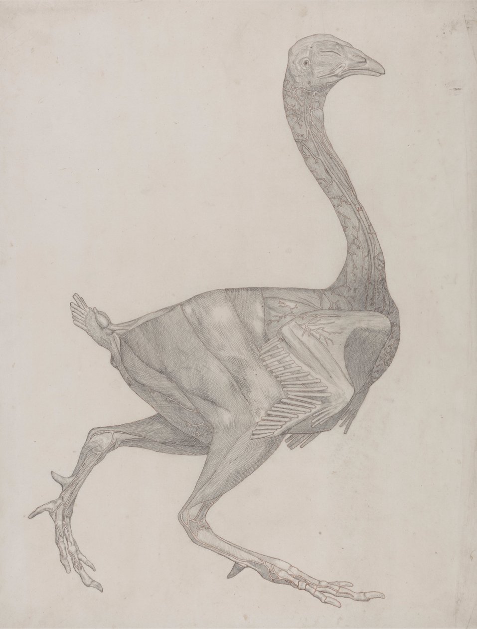 Ciało ptaka, widok z boku (prawdopodobnie przygotowane do przeniesienia na płytę do grawerowania tabeli XV) autorstwa George Stubbs