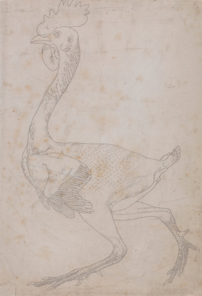 Ciało ptaka, widok z boku (prawdopodobnie przygotowane do przeniesienia na płytę w celu wygrawerowania kluczowej figury do tabeli X) autorstwa George Stubbs