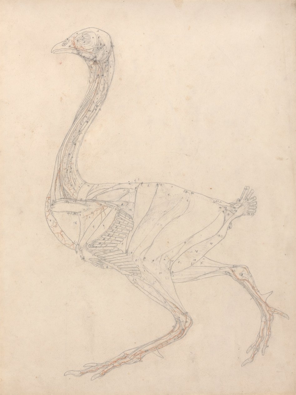 Ciało ptaka, widok z boku (studium kluczowej postaci do tabeli XV) autorstwa George Stubbs