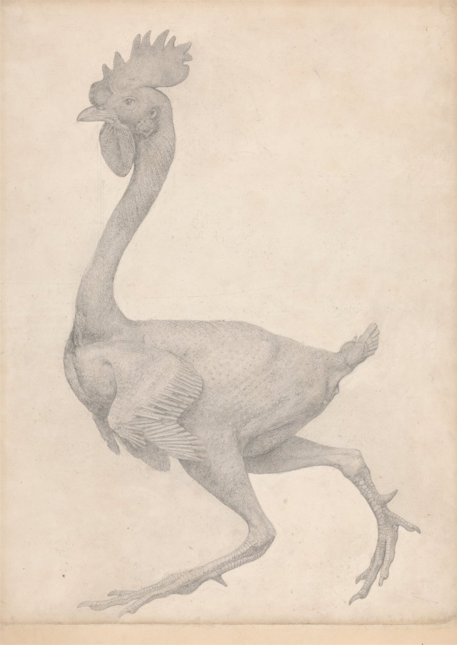 Ptactwo, widok z boku z usuniętą większością piór (ukończone studium dla tabeli X) autorstwa George Stubbs