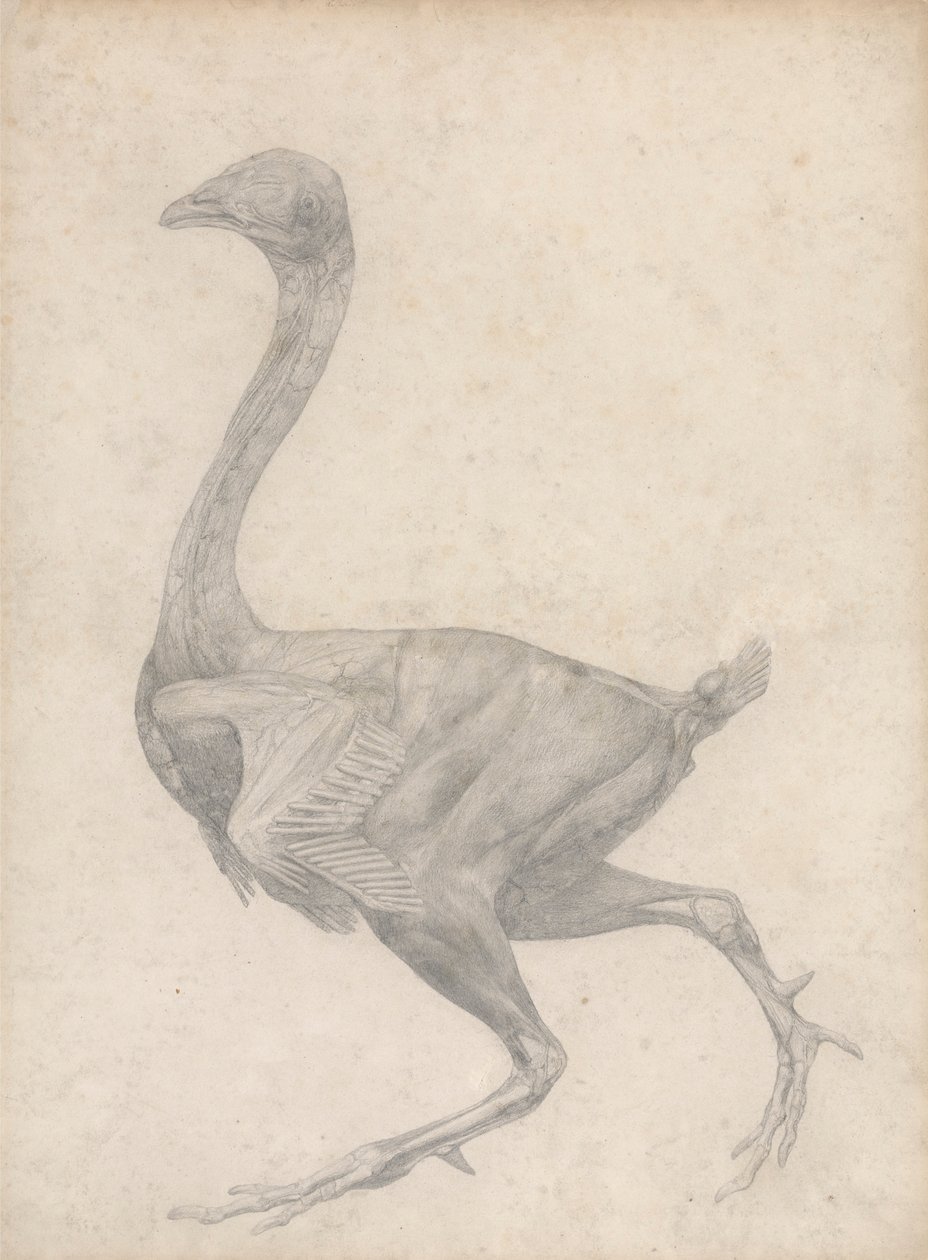 Ptactwo, widok z boku, z usuniętą skórą i leżącymi pod spodem warstwami powięzi (badanie zakończone dla tabeli XV) autorstwa George Stubbs
