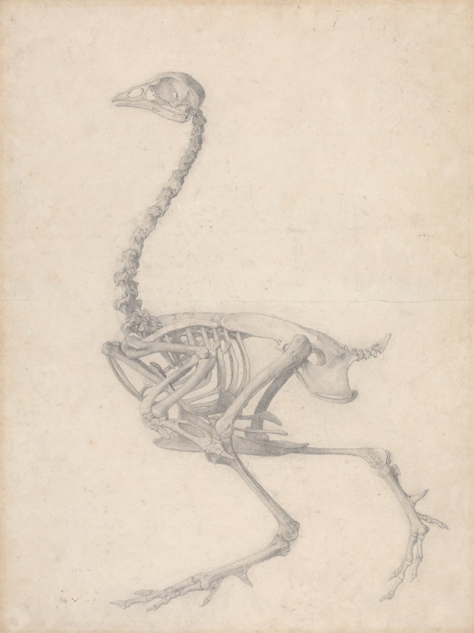 Szkielet ptactwa, widok z boku (ukończone studium dla tabeli V) autorstwa George Stubbs