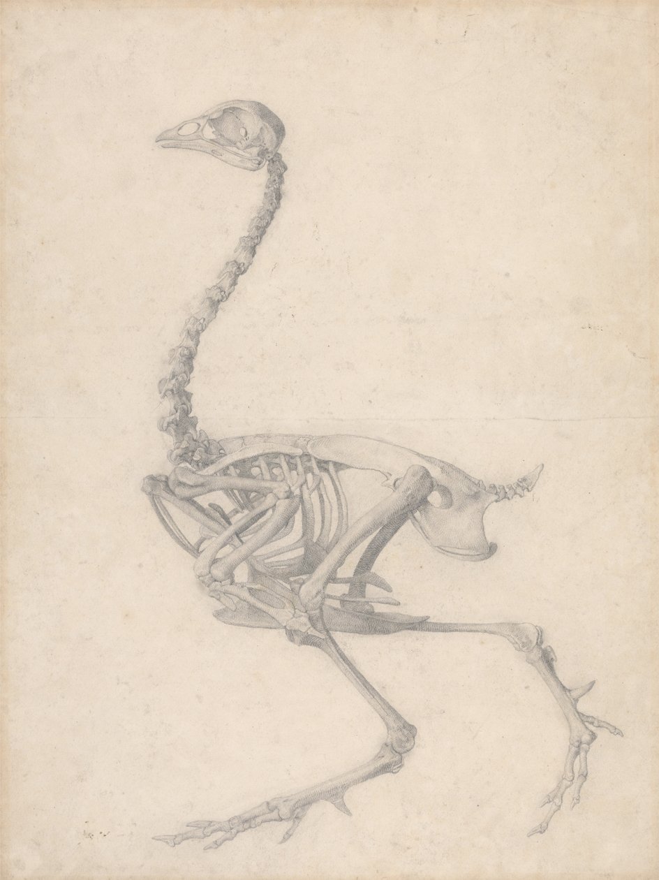 Szkielet ptactwa, widok z boku (zakończone badanie dla tabeli V) autorstwa George Stubbs