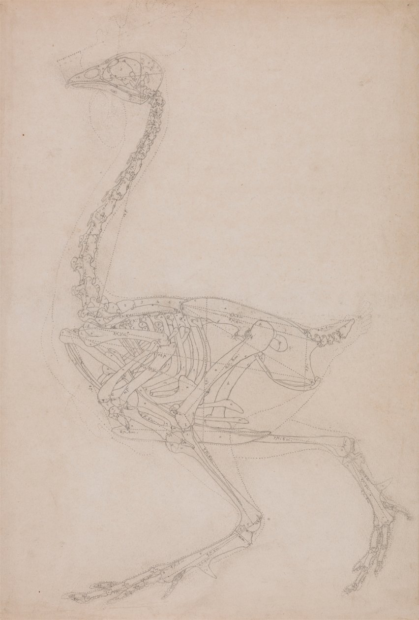 Szkielet ptactwa, widok z boku (prawdopodobnie podstawowe badanie proporcji szkieletu ptactwa używanego do innych rysunków) autorstwa George Stubbs