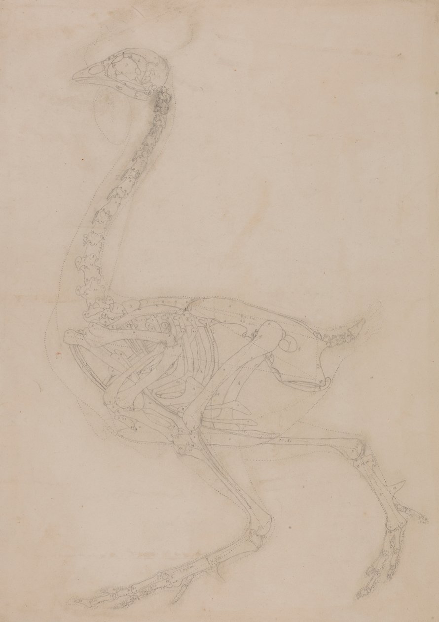 Szkielet Ptactwa, Widok Boczny autorstwa George Stubbs