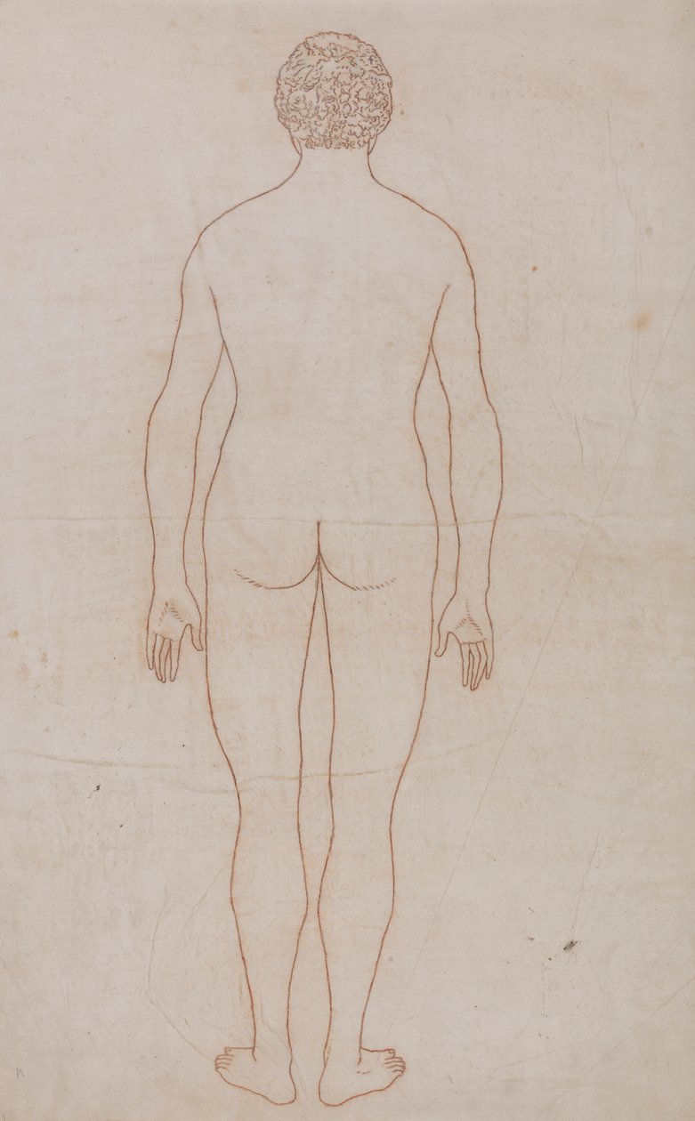 Ciało ludzkie, widok z tyłu (rysunek konspektu do tabeli VII) autorstwa George Stubbs