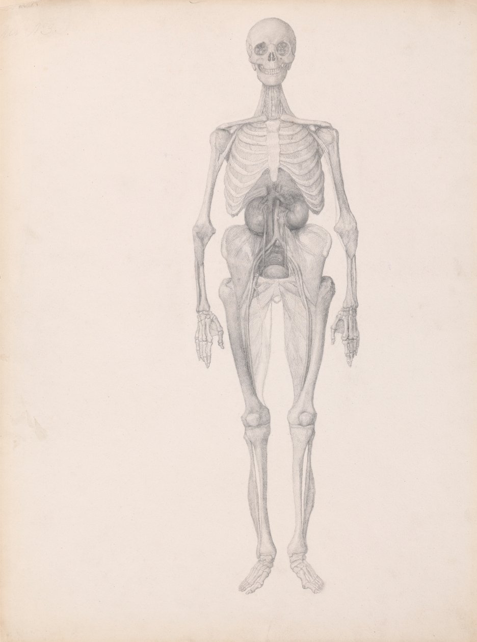Postać ludzka, widok z przodu (ukończone studium końcowego etapu sekcji) autorstwa George Stubbs