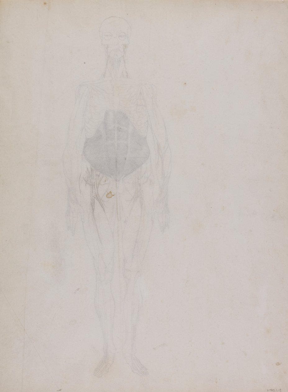 Postać ludzka, widok z przodu (głównie w zarysie) autorstwa George Stubbs