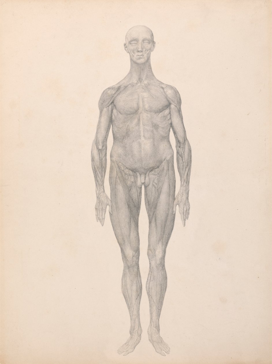 Postać ludzka, widok z przodu, usunięta skóra i leżące pod nią warstwy powięzi (badanie zakończone dla tabeli XI) autorstwa George Stubbs