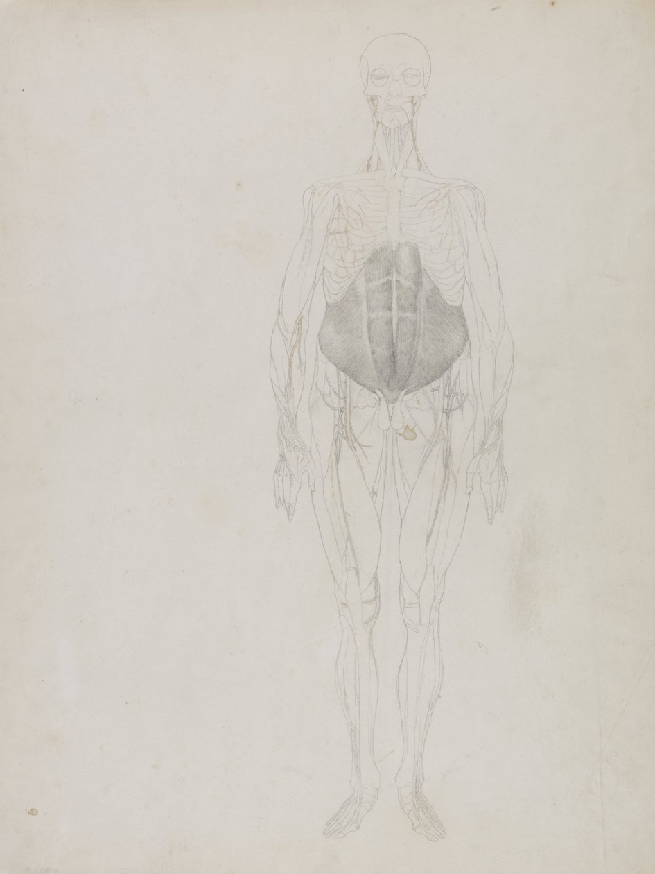 Postać ludzka, widok z przodu, z „Porównawczej ekspozycji anatomicznej budowy ciała ludzkiego z ciałem tygrysa i drobiu pospolitego” autorstwa George Stubbs