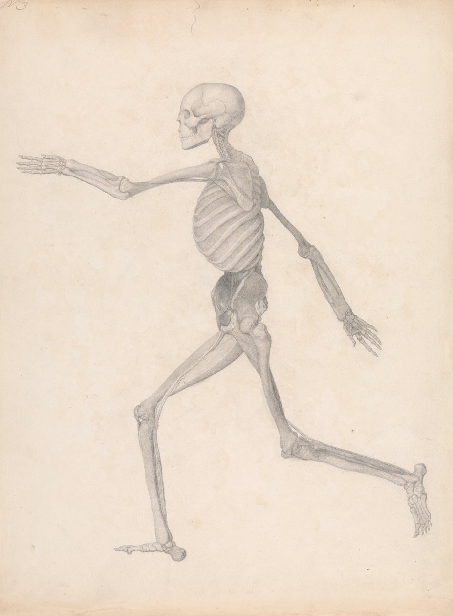 Postać ludzka, widok z boku (zakończono badanie nieopublikowanej tabeli, przedstawiającej ostatni etap sekcji) autorstwa George Stubbs