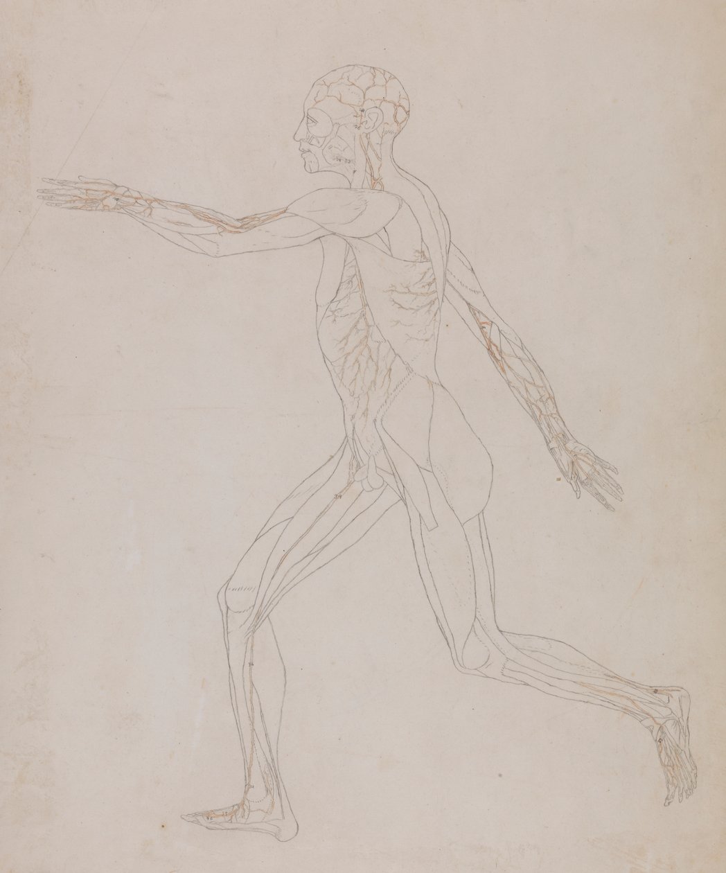 Postać ludzka, widok z boku (powiązany z tabelą XIII, szczegółowe badanie naczyń krwionośnych zaopatrujących mięśnie) autorstwa George Stubbs