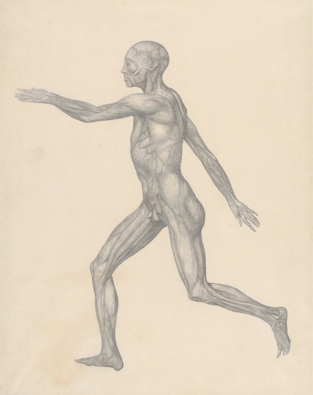 Postać ludzka, widok z boku, po usunięciu skóry i leżących poniżej warstw powięzi (badanie zakończone dla tabeli XIII) autorstwa George Stubbs