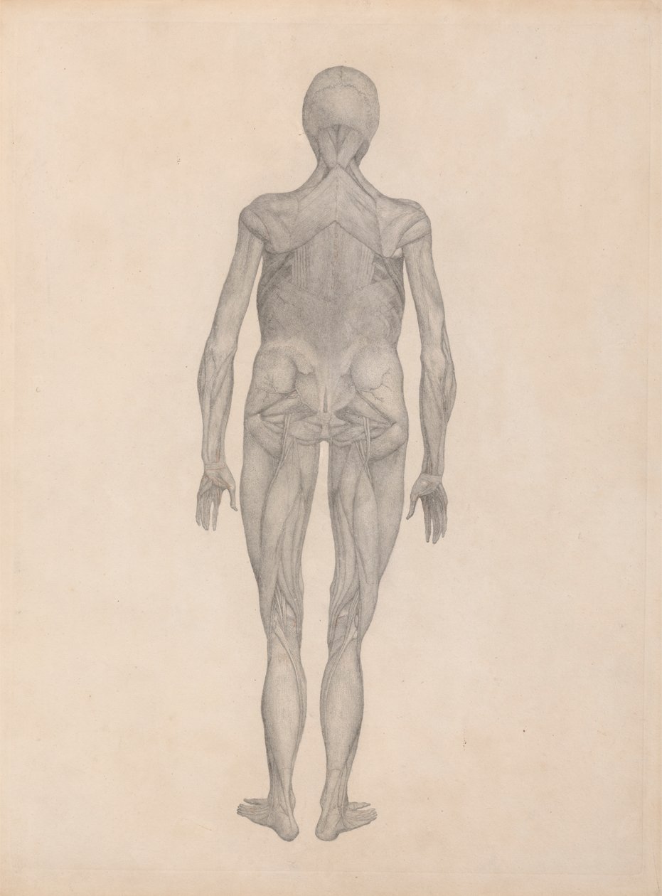 Postać ludzka, widok z tyłu (ukończone studium dla niepublikowanej płyty) autorstwa George Stubbs