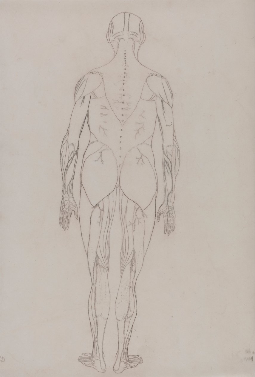 Postać ludzka, widok z tyłu (rysunek konspektu kluczowej postaci do tabeli XII) autorstwa George Stubbs