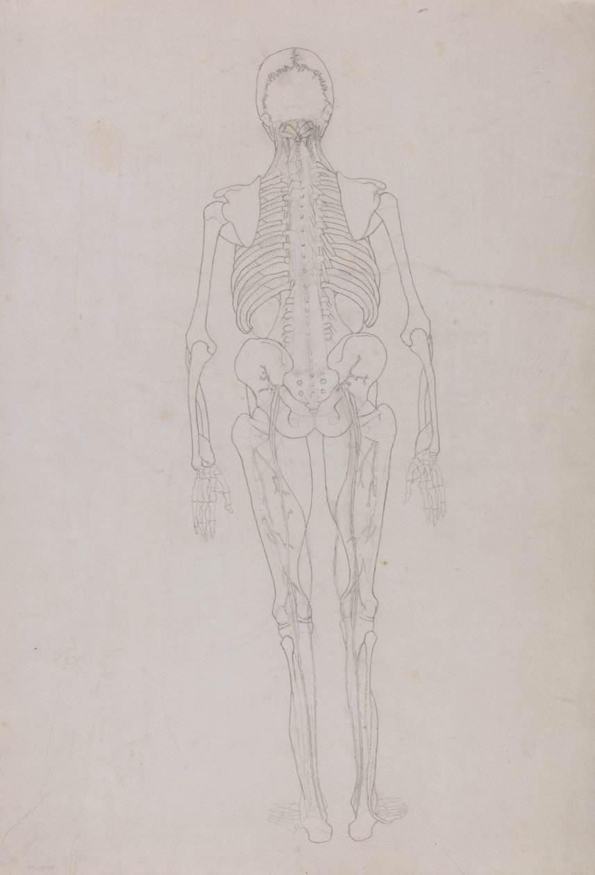 Postać ludzka, widok z tyłu (rysunek konspektu kluczowej postaci przedstawiający końcowy etap sekcji) autorstwa George Stubbs