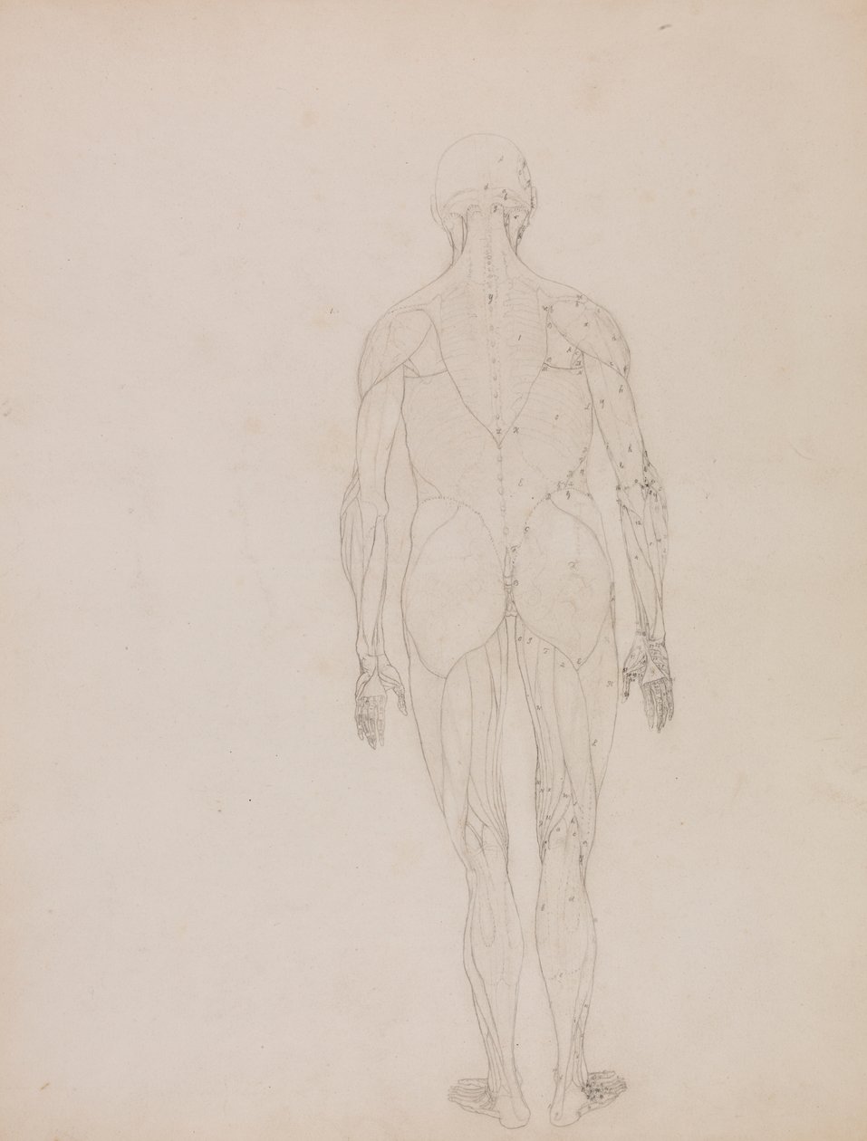 Postać ludzka, widok z tyłu (rysunek zarysu kluczowej postaci do Tabeli XII) autorstwa George Stubbs