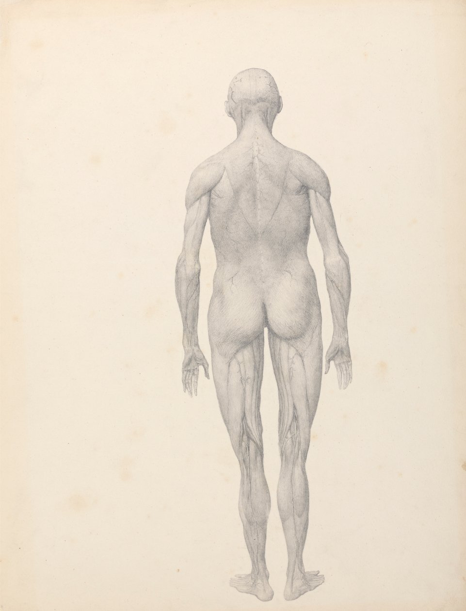 polish autorstwa George Stubbs