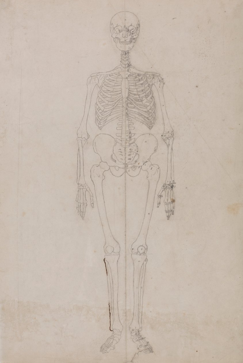 Szkielet człowieka, widok z przodu (badanie końcowe) autorstwa George Stubbs