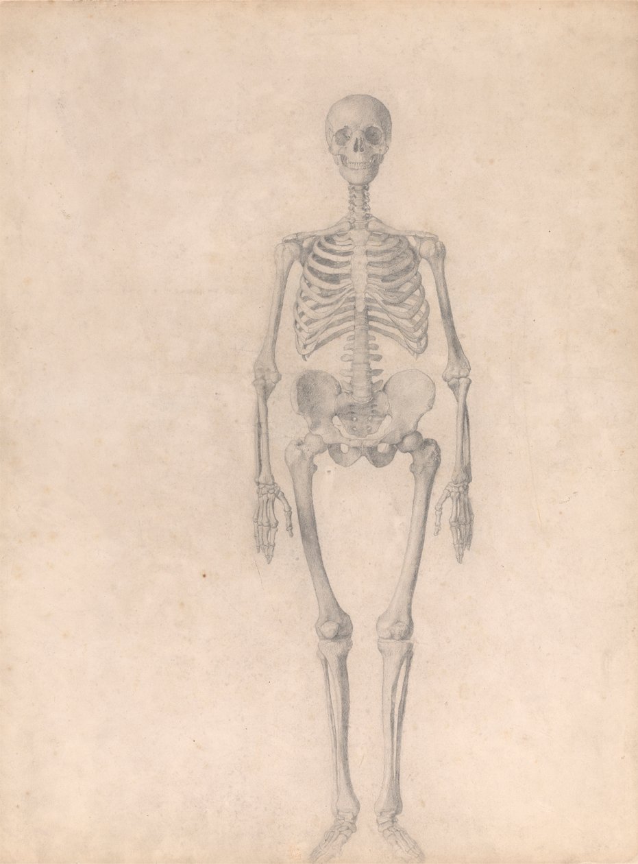 Szkielet człowieka, widok z przodu (ukończone badanie dla tabeli I) autorstwa George Stubbs