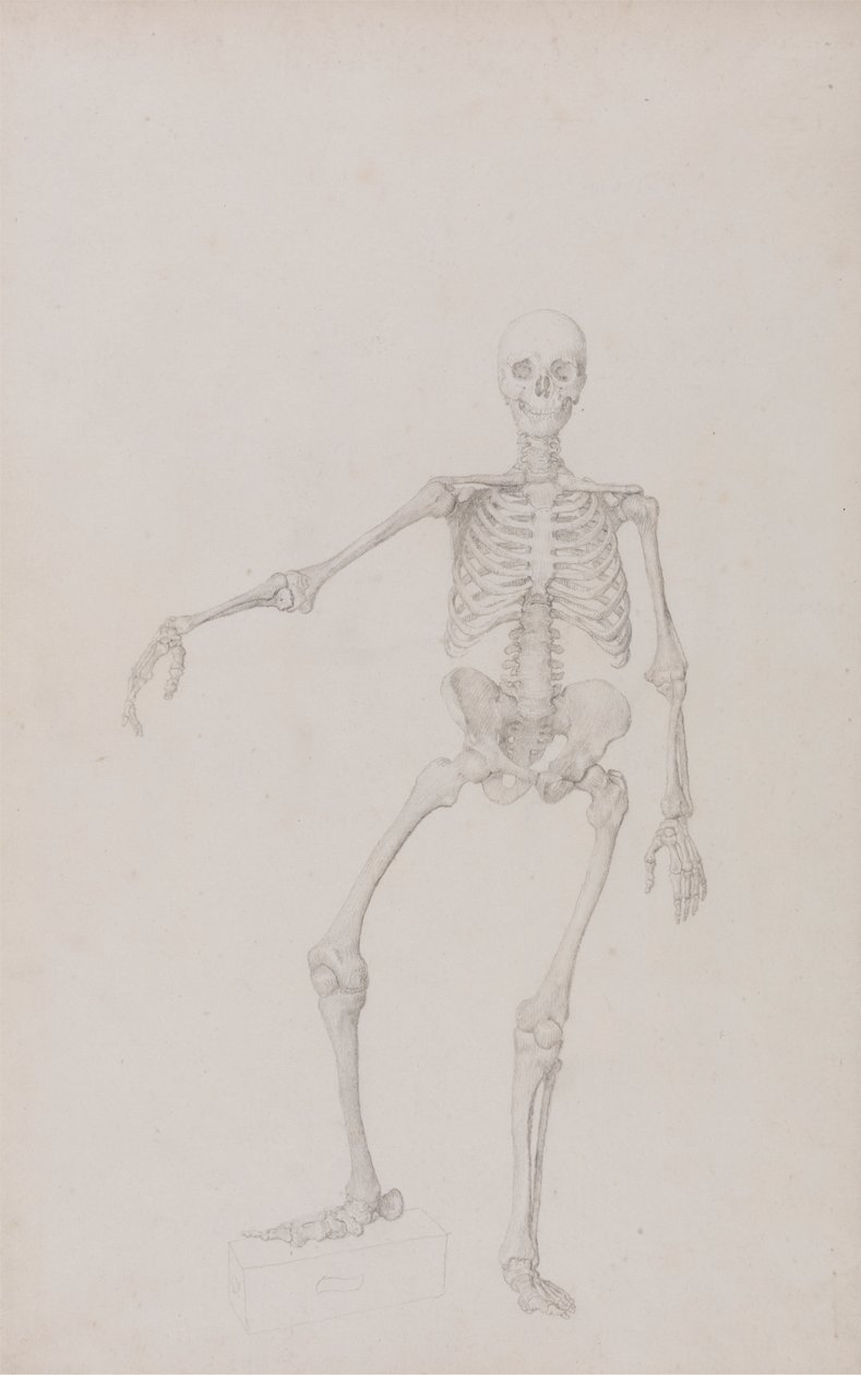 Szkielet ludzki, widok z przodu (wyciągnięta prawa ręka; ukończone badanie do niepublikowanej tabeli) autorstwa George Stubbs