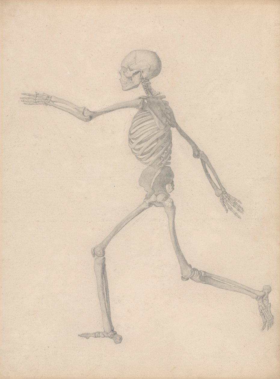 Szkielet człowieka, widok z boku (blisko badania końcowego dla tabeli III, ale różni się szczegółami) autorstwa George Stubbs