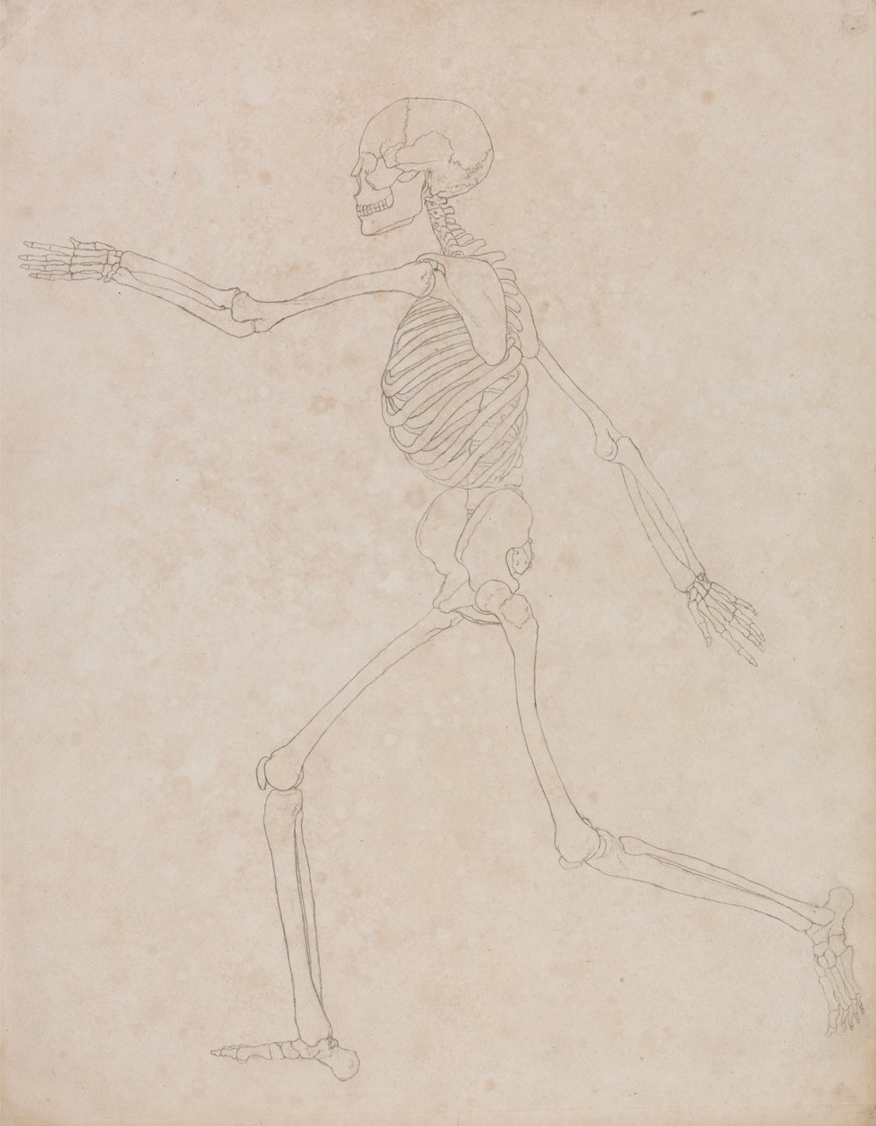 Szkielet ludzki, widok z boku (mógł być początkowo przygotowany do użycia jako kluczowa postać do Tabeli III, ale później został porzucony) autorstwa George Stubbs