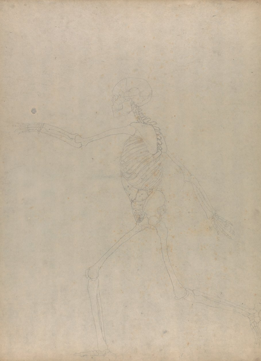 Szkielet ludzki, widok z boku (badanie kluczowej postaci do niepublikowanej tabeli przedstawiającej wnętrzności brzucha) autorstwa George Stubbs