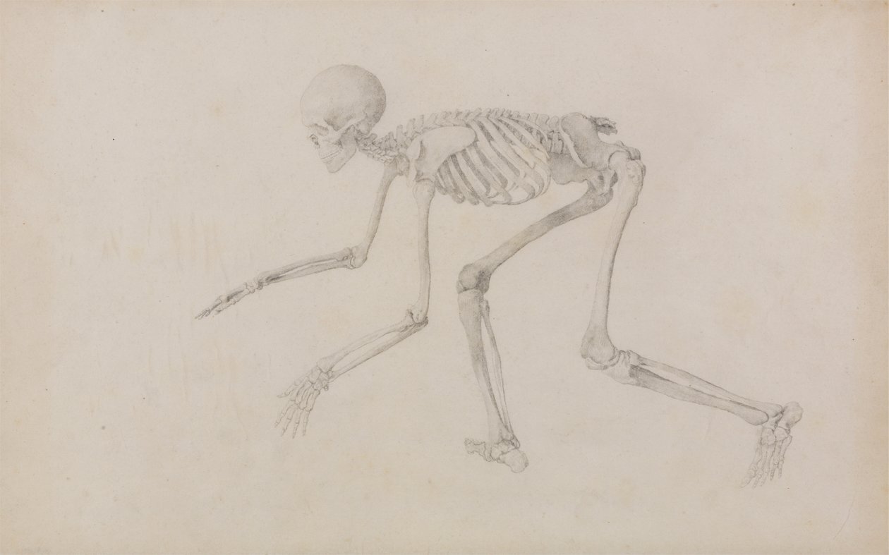 Szkielet człowieka, widok z boku (w pozycji czołgania się; ukończone studium dla niepublikowanego stołu) autorstwa George Stubbs