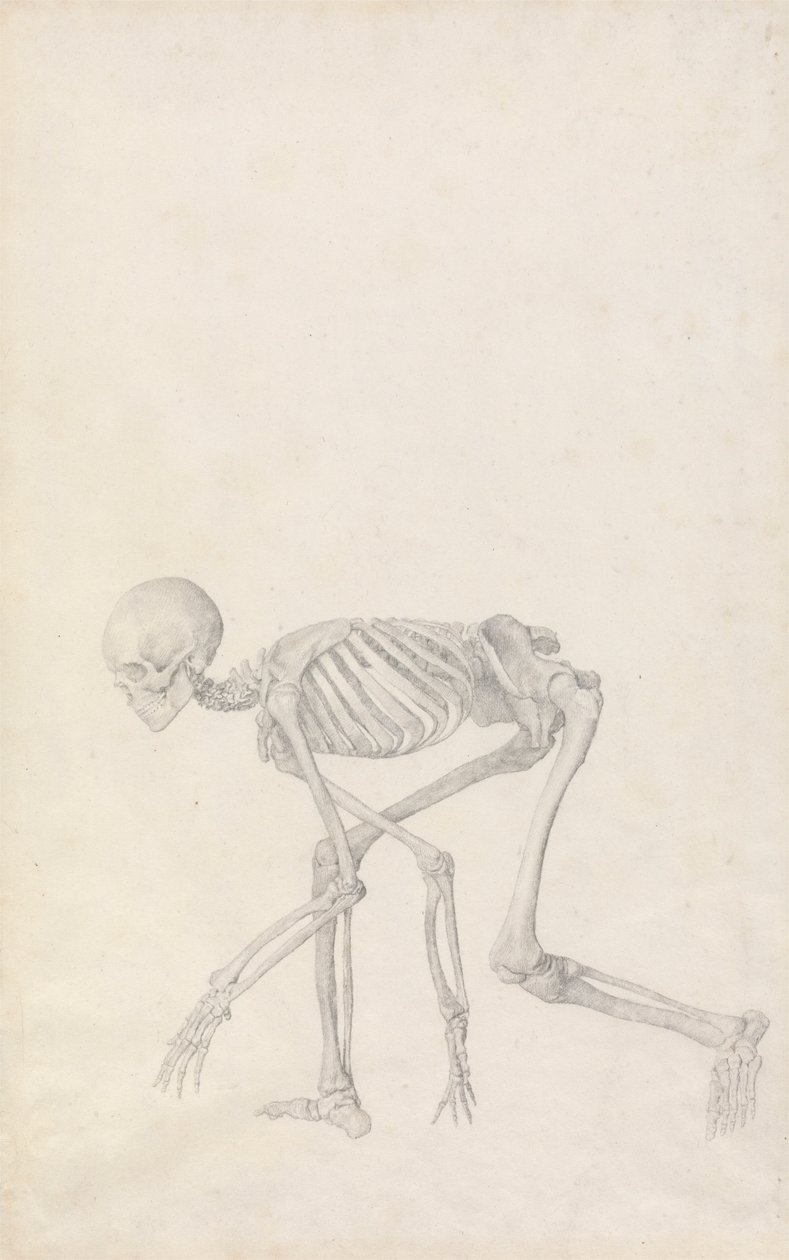 Szkielet ludzki, widok z boku (w pozycji kucającej; ukończone studium dla niepublikowanego stołu) autorstwa George Stubbs