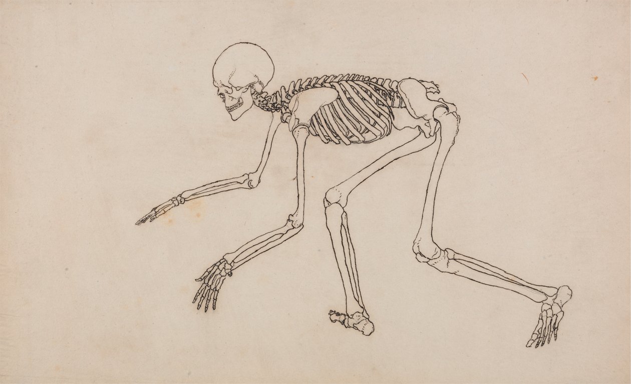 Szkielet Ludzki, Widok Boczny autorstwa George Stubbs