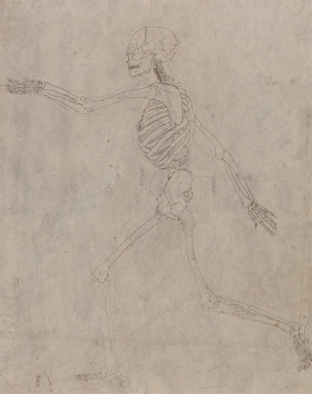 Esqueleto Humano, Verniz Lateral autorstwa George Stubbs