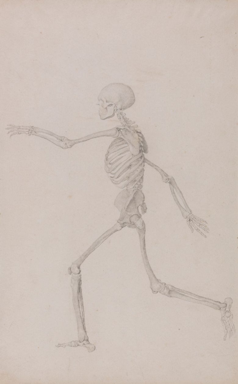 Szkielet człowieka, widok z boku widziany z lewej strony, biegnący (ukończone studium dla tabeli III) autorstwa George Stubbs