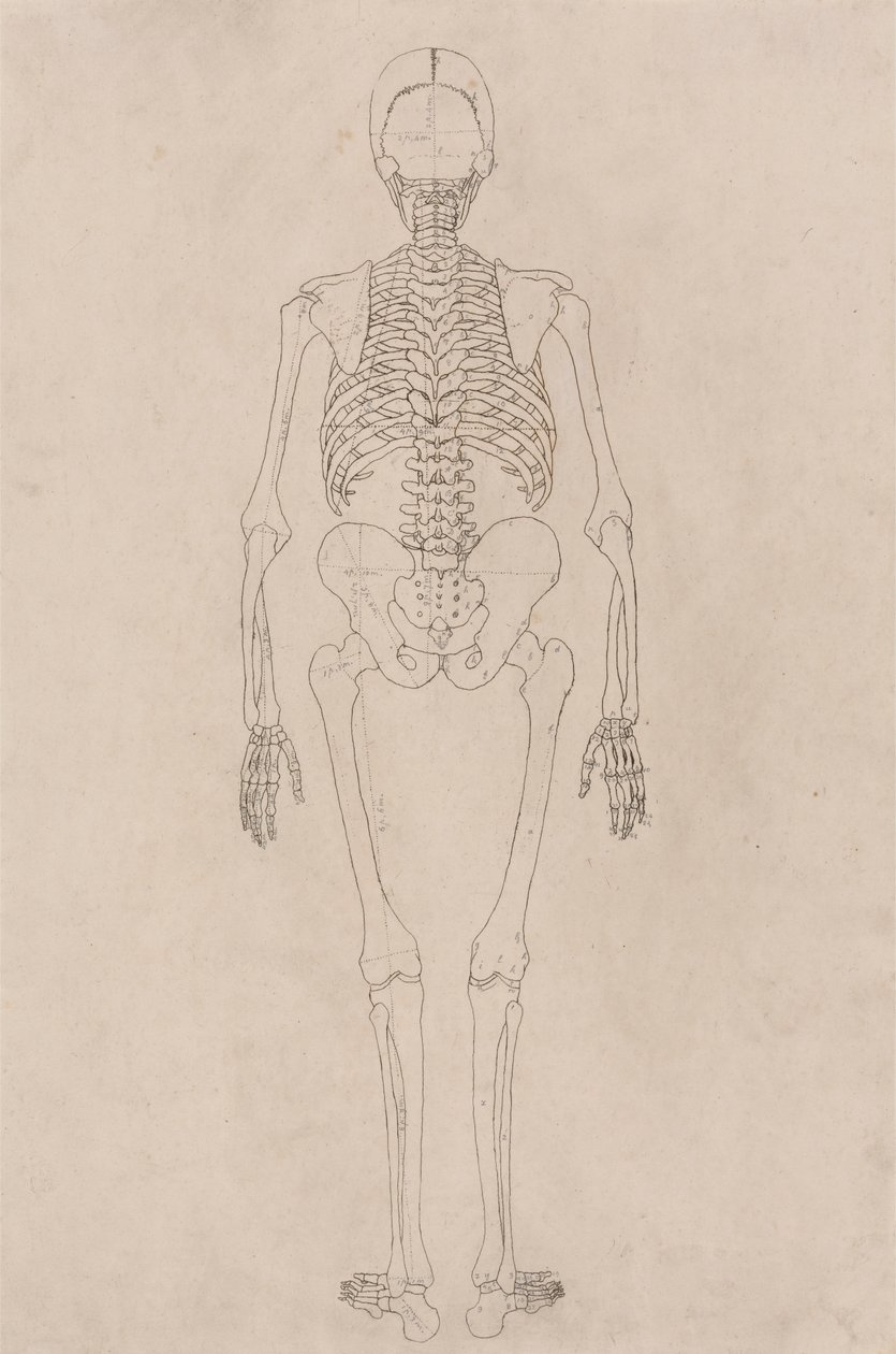 Szkielet człowieka, widok z tyłu (odnosi się do tabeli II) autorstwa George Stubbs