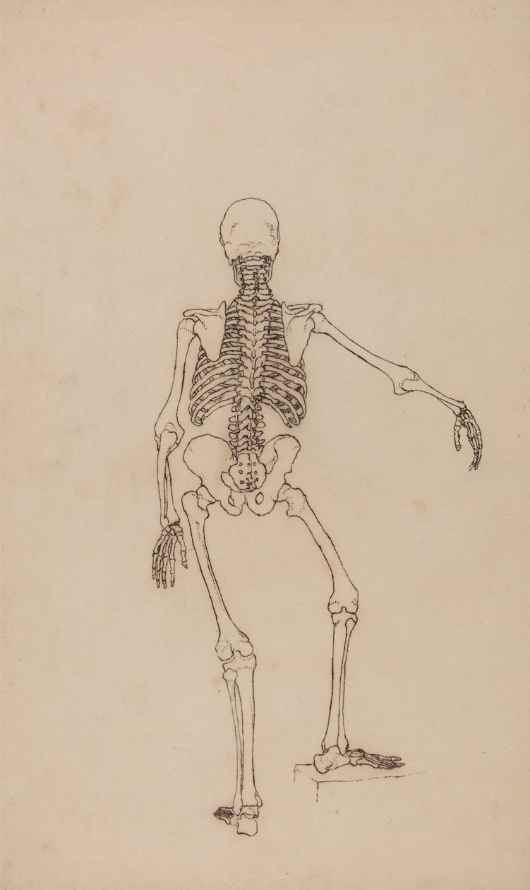 Szkielet Ludzki, Widok Z Tyłu autorstwa George Stubbs
