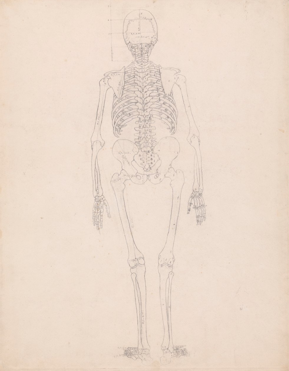 Szkielet Ludzki, Widok Z Tyłu autorstwa George Stubbs
