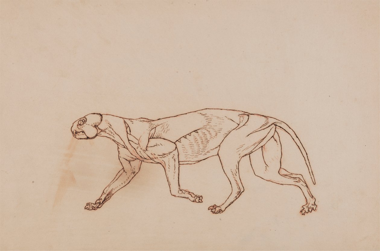 Ciało lamparta, widok z boku (późniejszy etap sekcji, usunięto powierzchowną tkankę łączną i uszy) autorstwa George Stubbs