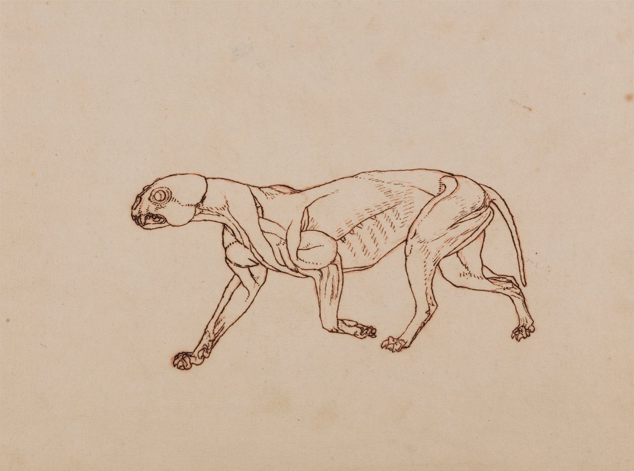 Ciało lamparta, widok z boku autorstwa George Stubbs