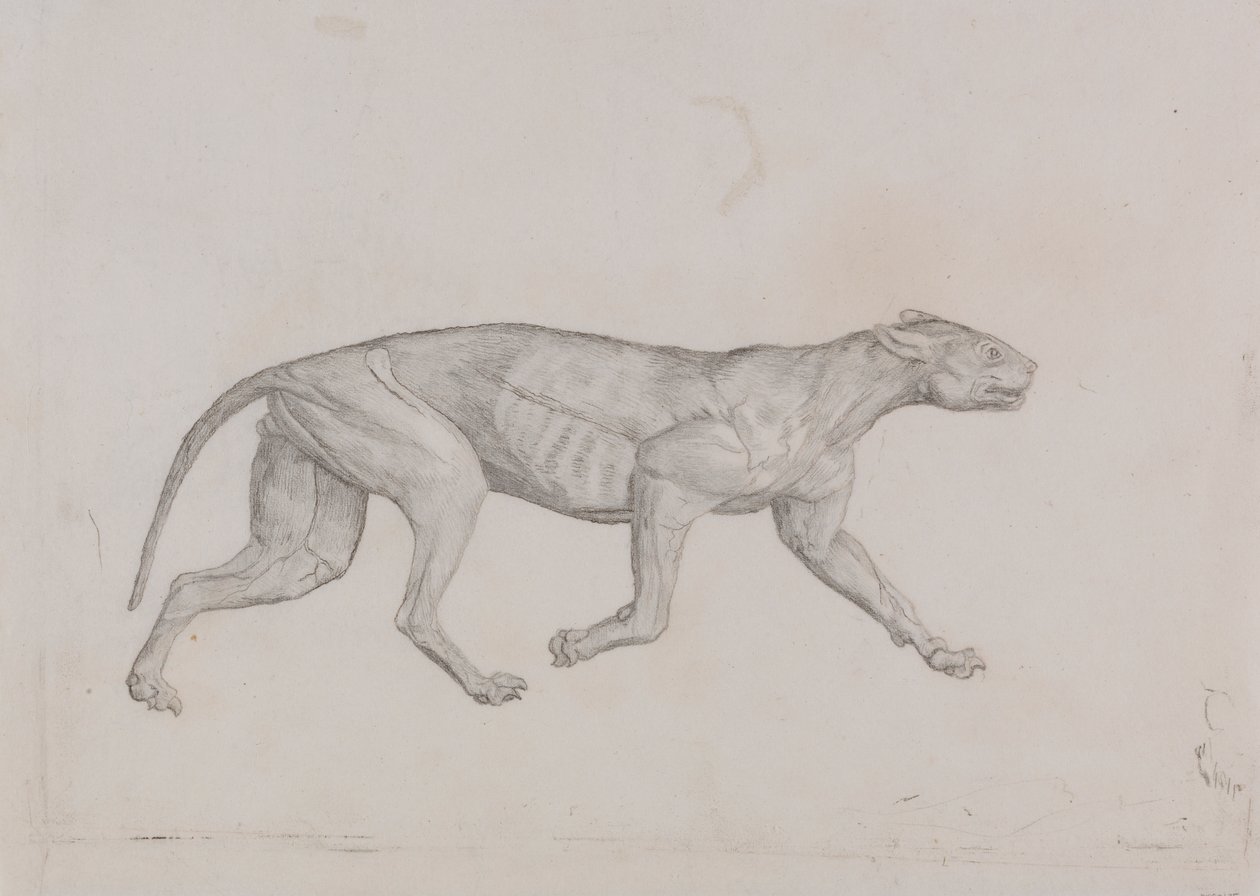 Ciało lamparta, widok z boku autorstwa George Stubbs