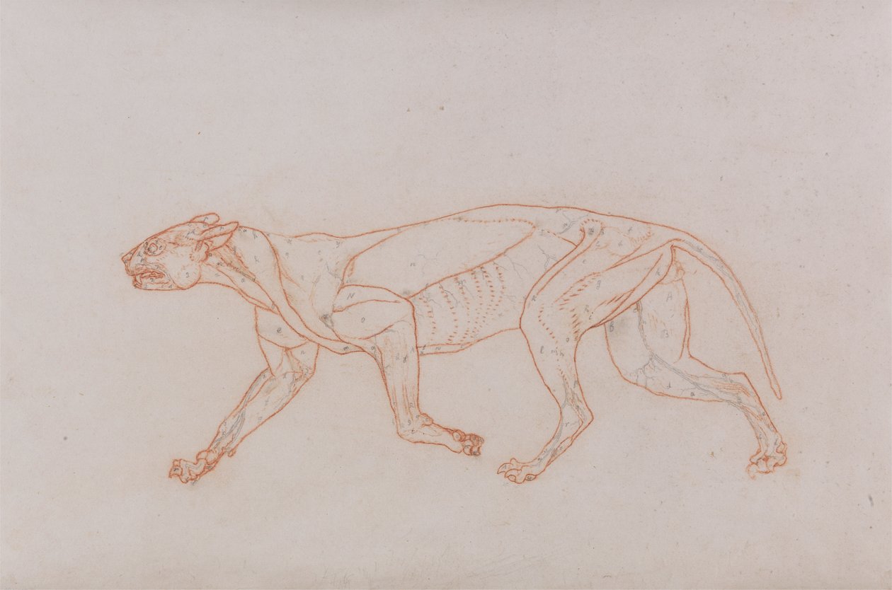 Ciało lamparta, widok z boku autorstwa George Stubbs
